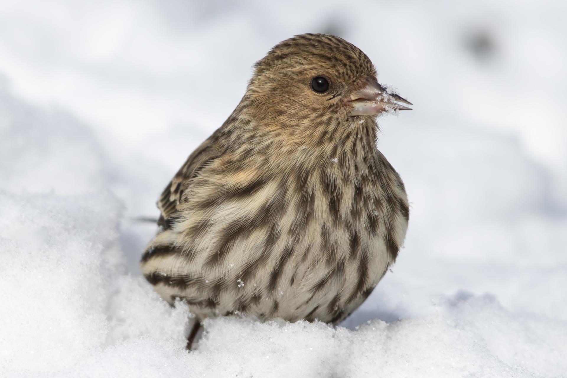 tarin-des-pins-pine siskin